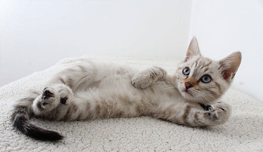 How To Keep Your Dog Cool This Summer